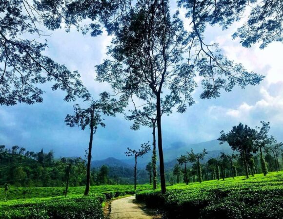 Charming Wayanad Sightseeing Package