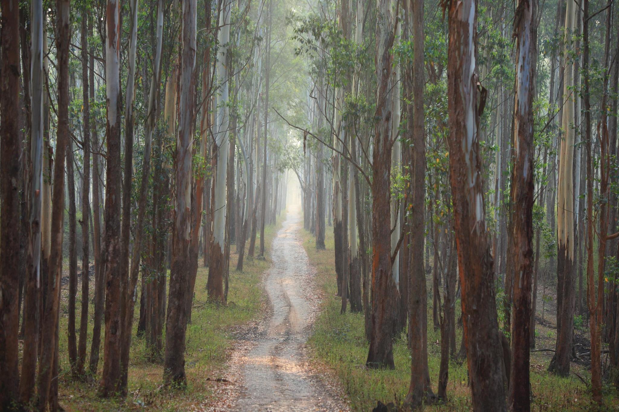 Beautiful Wayanad Couple Package